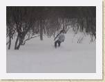 Andy Nay Japan Snowboarding Bandi Alti 317 714 * 640 x 480 * (110KB)